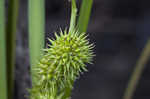 American bur-reed